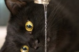 （写真１）蛇口から流れる水道水を飲む猫（イメージ）